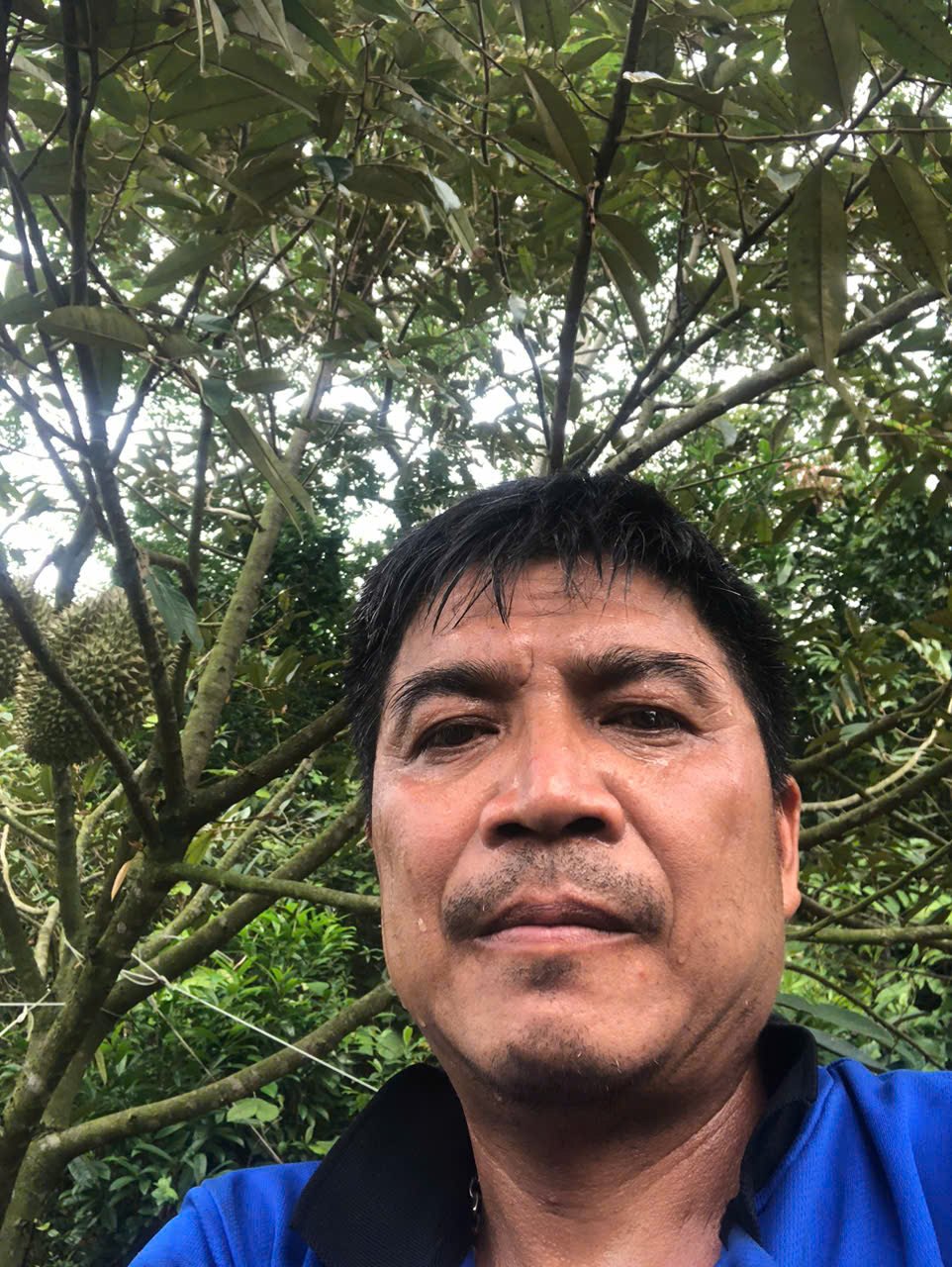 Người chăm sóc trong vườn sầu riêng