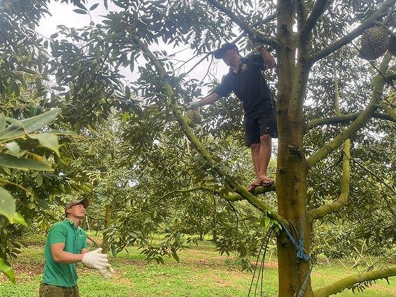 Hoạt động thu hái sầu riêng tại vườn
