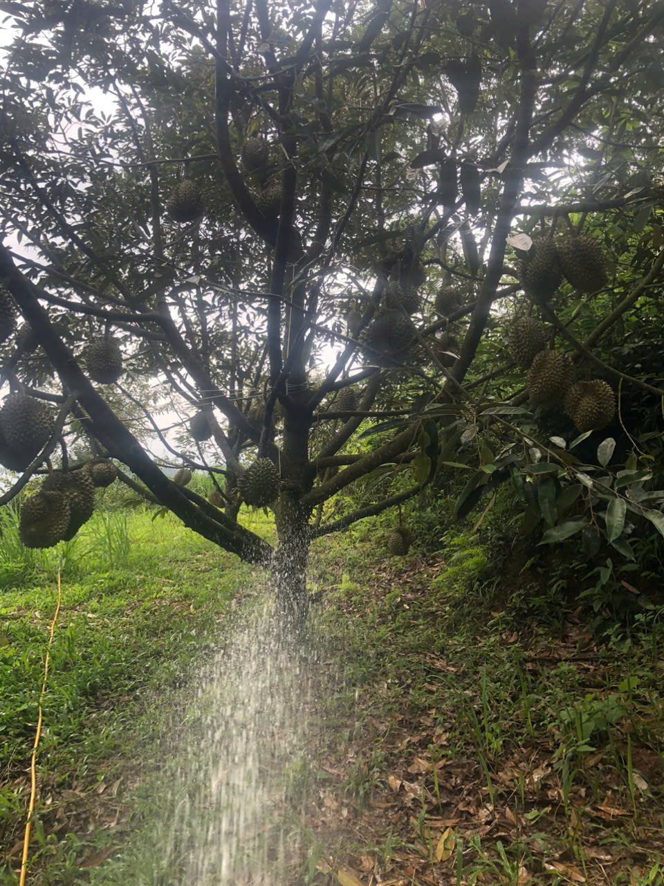 Tưới nước cho cây sầu riêng đang mang trái